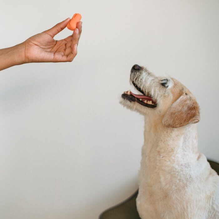 pexels-photo-5256706 Crop anonymous faceless person feeding funny playful fluffy adorable dog in room at home