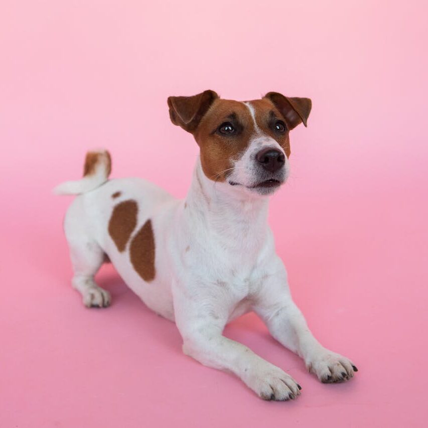 pexels-photo-5264107 A Jack Russell Terrier lying on a vibrant pink backdrop, showcasing its playful nature.