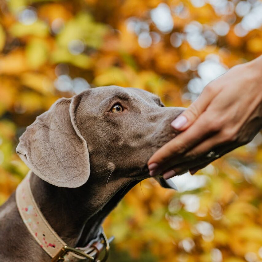 pexels-photo-5705627 Close-up of a Weimaraner dog sniffing a human hand with autumn leaves behind.